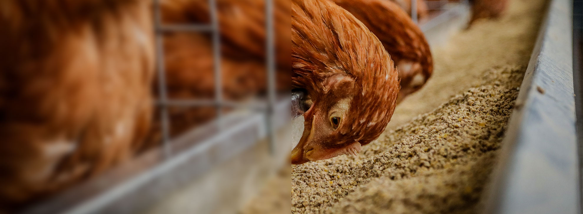 Why Supporting Local Farms is Good for the Economy